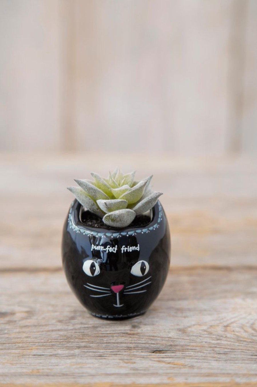 Home Lazy Suricata Decoration | Critter Succulent Cat