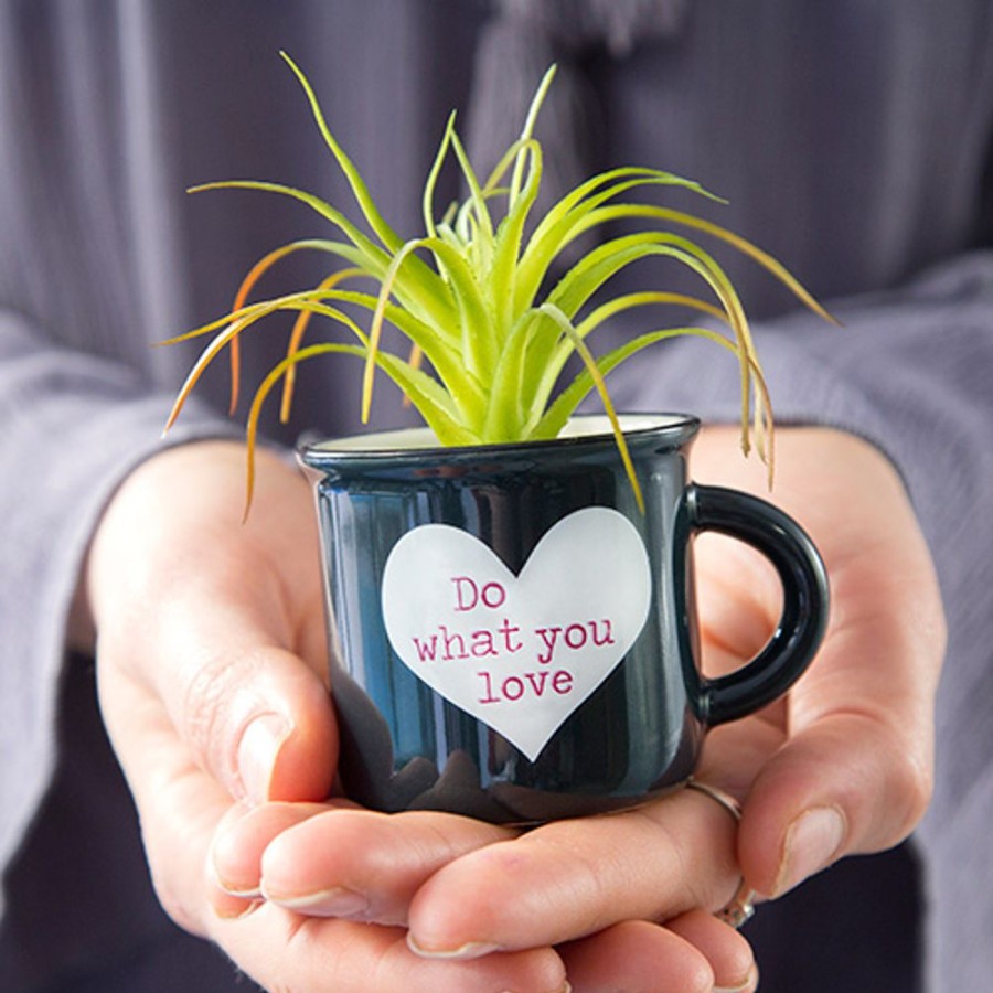 Home Lazy Suricata Decoration | Mini Mug Succulent Do What You Love